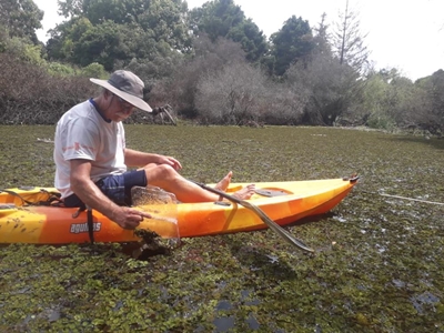 Kariba weed biological control