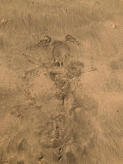 Seal makes a sand angel