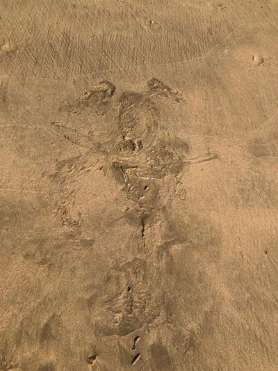Seal makes a sand angel