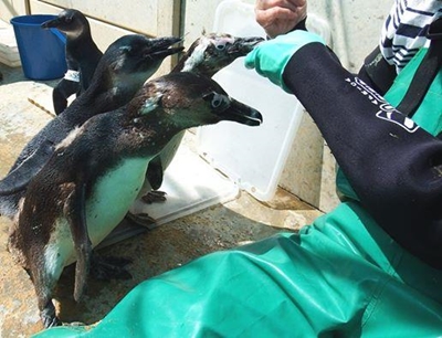 Transnet steps in to save penguins