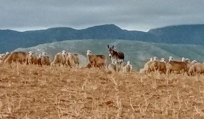 O, die donkie…