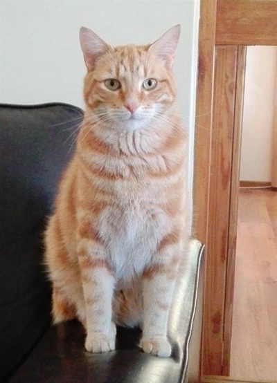 Gemmerkat in dorp geskiet