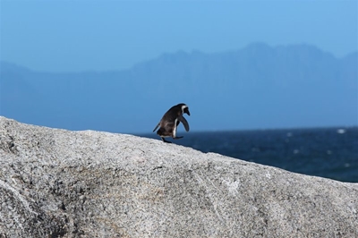 Government welcomes agreement on protecting penguin populations
