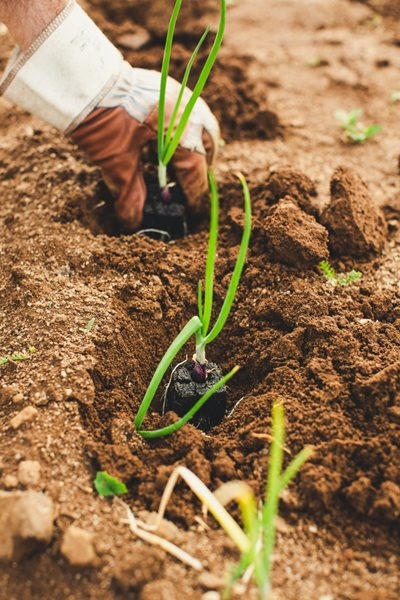 Multi-planting season to promote KZN sustainable agriculture