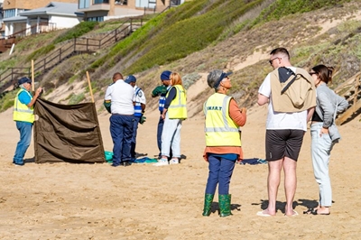 Seal euthanised on Bay View Beach