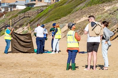 Seal euthanised on Bay View Beach