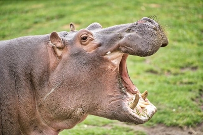 Hippo charges group of people in St Lucia