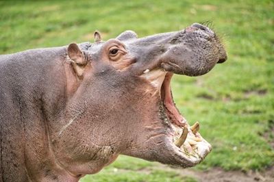 Hippo charges group of people in St Lucia