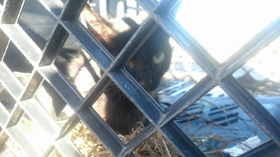 Kat uit krat gered