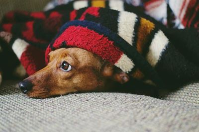 Bitou blanket drive needs support