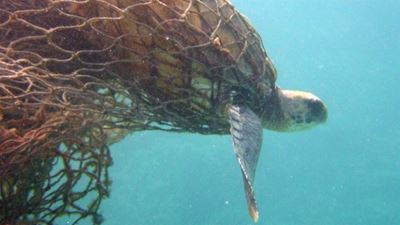 Marine biologist to speak on ghost fishing