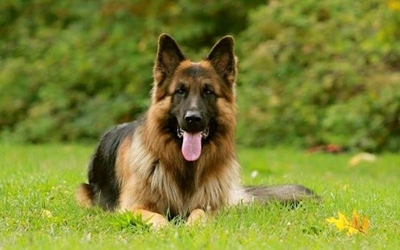 Police dog sniffs out alleged house robber hiding in wardrobe