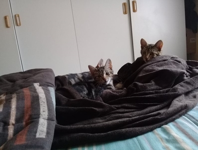 Kittens lost in Riversdale