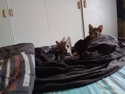 Kittens lost in Riversdale