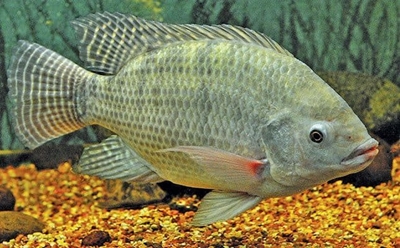 Tilapia: The African fish that’s popular the world over
