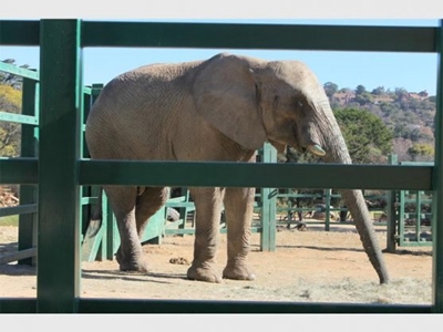 Historic win for African elephants at CITES Conference