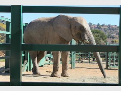 Historic win for African elephants at CITES Conference