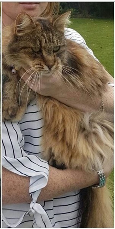 Missing cat
