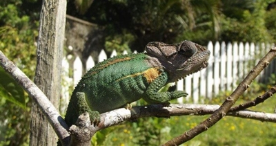 Knysna chameleon one of few species that gives live birth