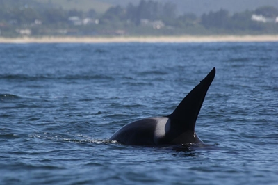 Plett orca sightings send a tingle up the spine