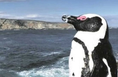 African penguins breeding at a new colony