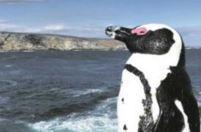 African penguins breeding at a new colony