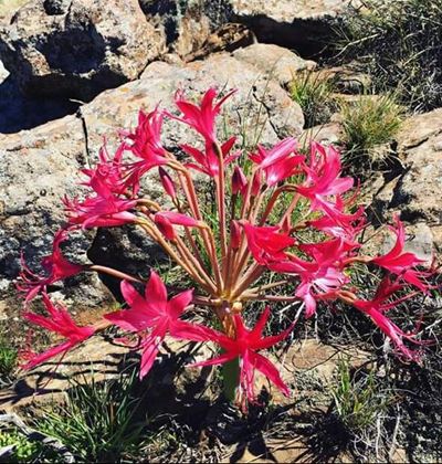 Karoo blooms with fascinating flowers