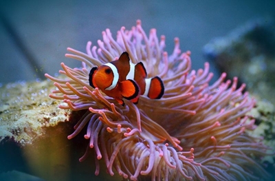 CapeNature encourages collective action on World Ocean Day