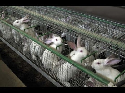 How to get into rabbit farming
