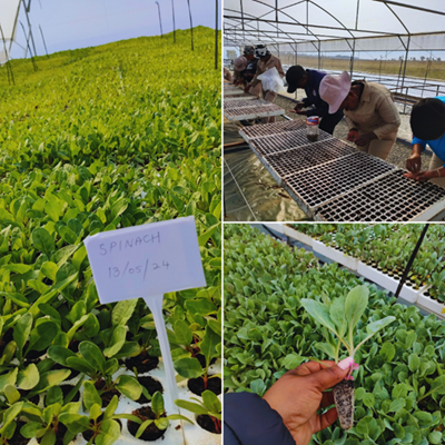 Seriti’s nursery establishment initiative is a tool to combat poverty and strengthen the local food system in marginalised communities