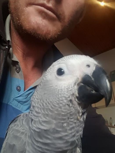 Missing parrot: Owner desperate