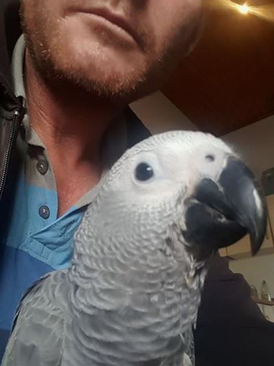 Missing parrot: Owner desperate