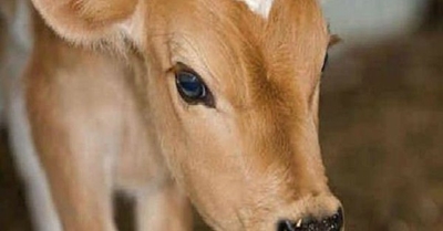 Sharp drop in milk producer prices cause for concern