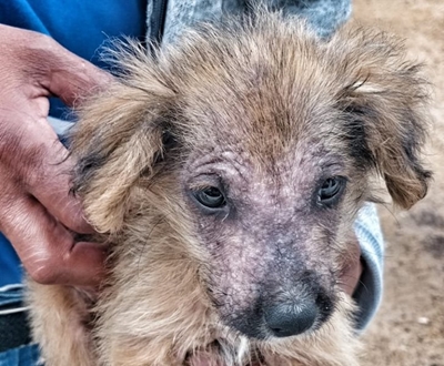 A puppy in need of love and care