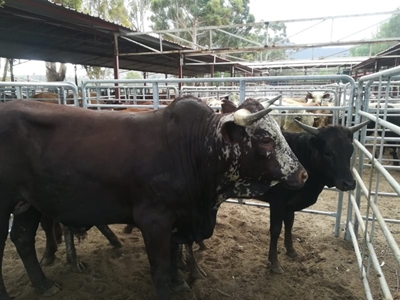 R2,2 miljoen se vee opgeveil
