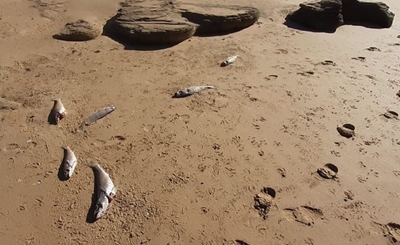 Hordes kabeljou strand op Stilbaai
