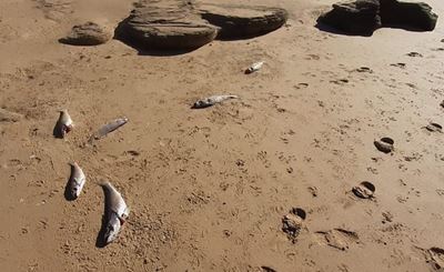 Hordes kabeljou strand op Stilbaai