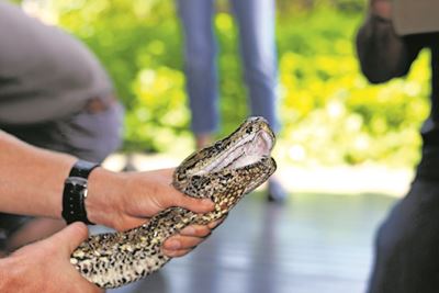 Zimbali python microchipped for study, 58 hatchlings to join mom soon