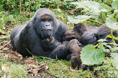 Monkeying around- upclose with Rwanda’s gorillas