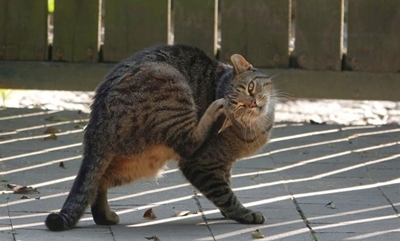 How to prevent fleas and ticks on your pets