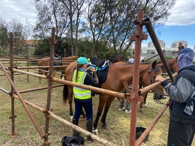 Horses patrolling in Mossel Bay