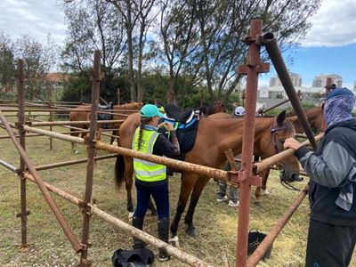 Horses patrolling in Mossel Bay
