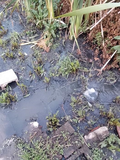 Mother's sewage agony