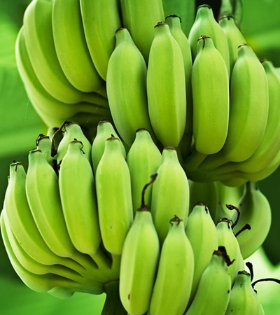 'DAFF must play bigger role in disease prevention’