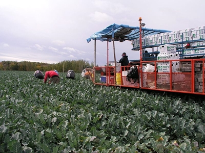 Healthy soil helps ensure 98% packout rate of broccoli on KZN farm