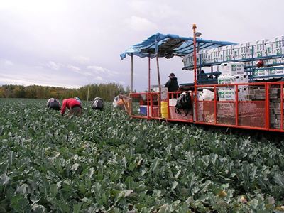Healthy soil helps ensure 98% packout rate of broccoli on KZN farm