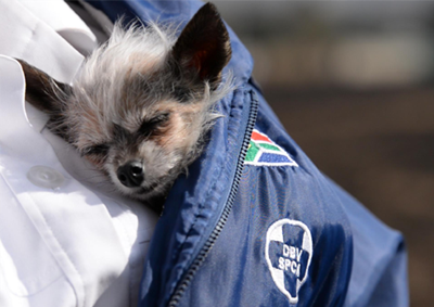 The NSPCA needs votes in campaign