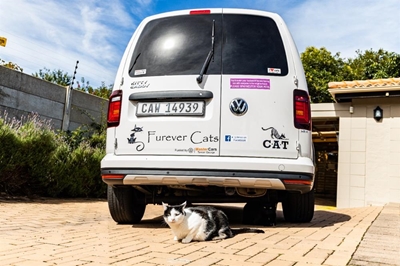 Kitties love their Caddy
