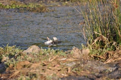 Belly-up birds in Bigai wetland begs answers