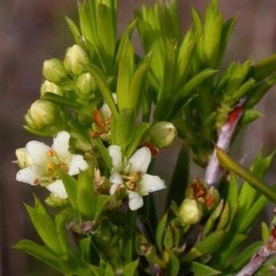 Urgent quest to rescue rare plant 